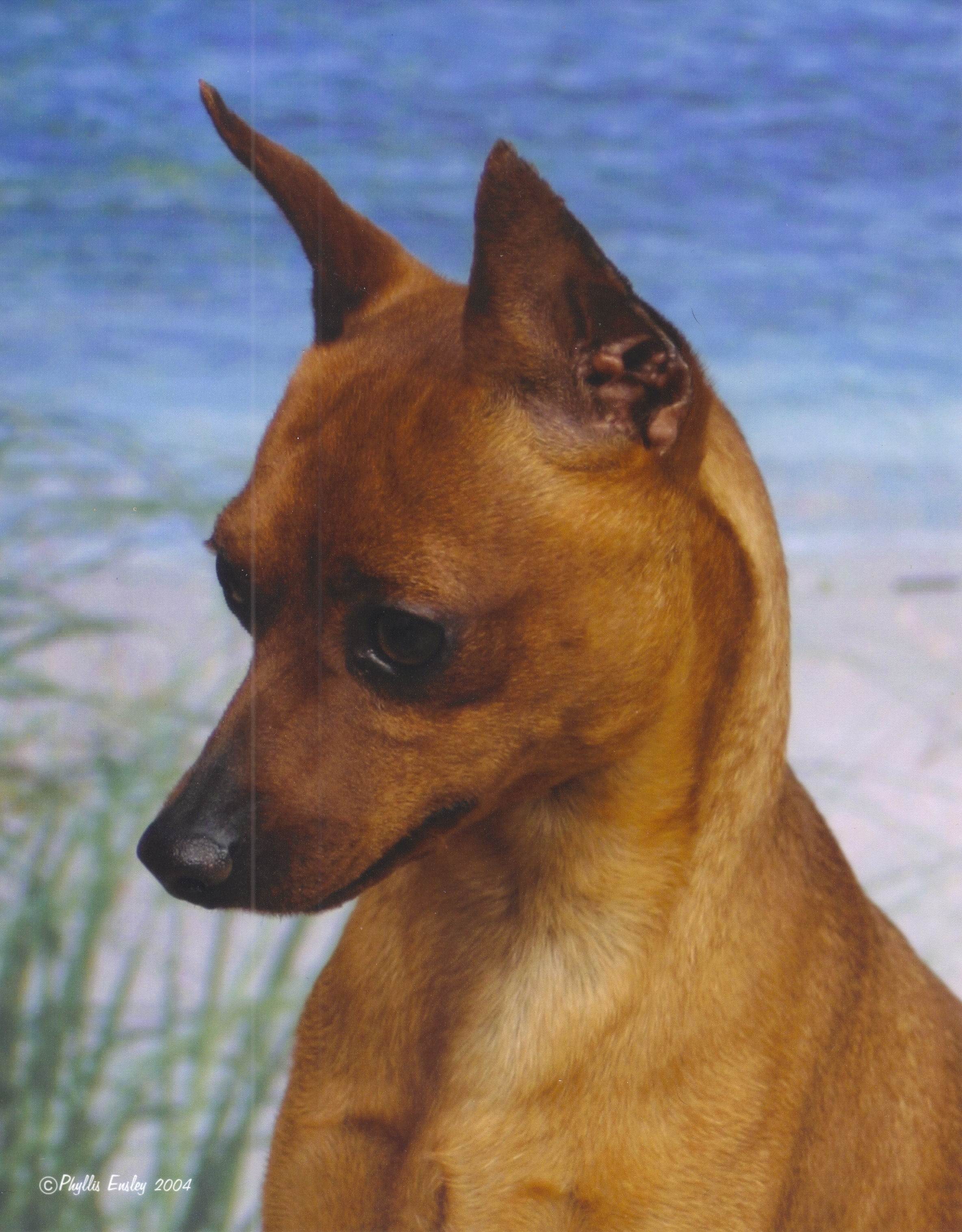 Taz_Beach.jpg